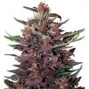 Buddha Purple Kush auto - (x3)