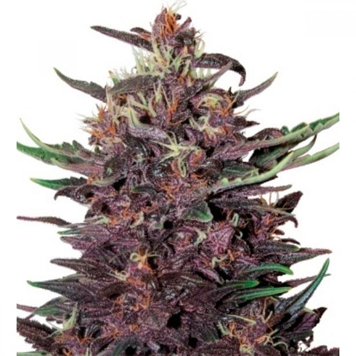 Buddha Purple Kush auto - (x3) 1 Buddha Purple Kush auto - (x3)