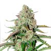 Auto Colorado Cookies Dutch Passion - (x3)