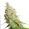 Auto Desfran Dutch Passion - (x3)