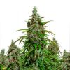Auto Mazar Dutch Passion - (x3)