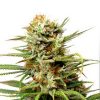Auto White Widow Dutch Passion - (x3)