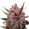Auto Blackberry Kush Dutch Passion - (x3)