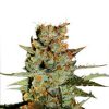 Auto Blueberry Dutch Passion - (x3)