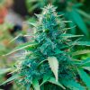 Auto Durban Poison Dutch Passion - (x3)
