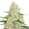 Auto Think Big Dutch Passion - (x3)