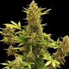 Auto Amnesia Gold Pyramid Seeds - (x1)