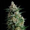Auto Anesthesia Pyramid Seeds - (x1)