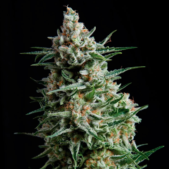 Auto Anesthesia Pyramid Seeds - (x1) 1 Auto Anesthesia Pyramid Seeds - (x1)