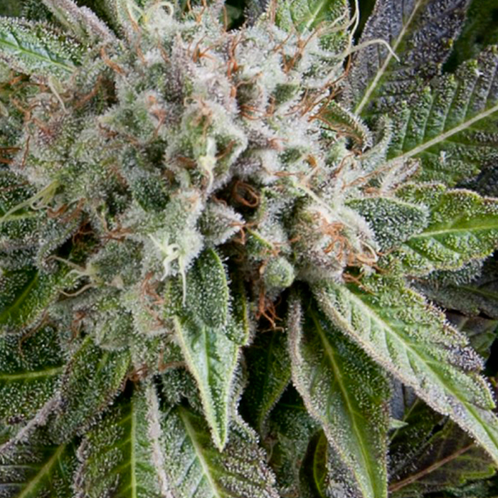 Auto Blue Pyramid Pyramid Seeds - (x1)