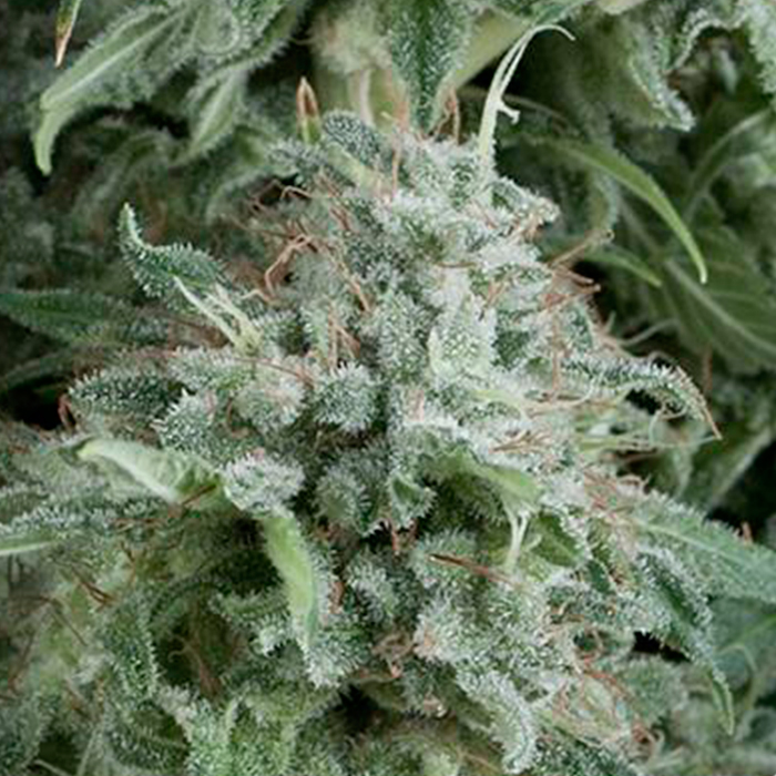Auto Galaxy Pyramid Seeds - (x1) 1 Auto Galaxy Pyramid Seeds - (x1)