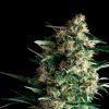 Auto Kryptonite Pyramid Seeds - (x1)