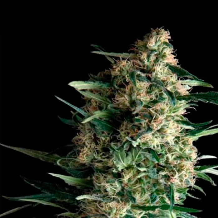 Auto Kryptonite Pyramid Seeds - (x1) 1 Auto Kryptonite Pyramid Seeds - (x1)