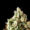 Auto Lennon Pyramid Seeds - (x1)