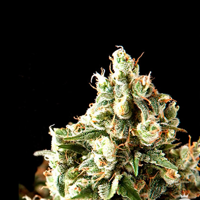 Auto Lennon Pyramid Seeds - (x1) 1 Auto Lennon Pyramid Seeds - (x1)