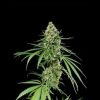 Auto Nefertiti Pyramid Seeds - (x1)