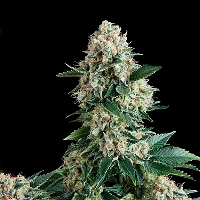Auto New York City Pyramid Seeds - (x1) 1 Auto New York City Pyramid Seeds - (x1)