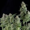 Auto Northern Lights Pyramid Seeds - (x1)