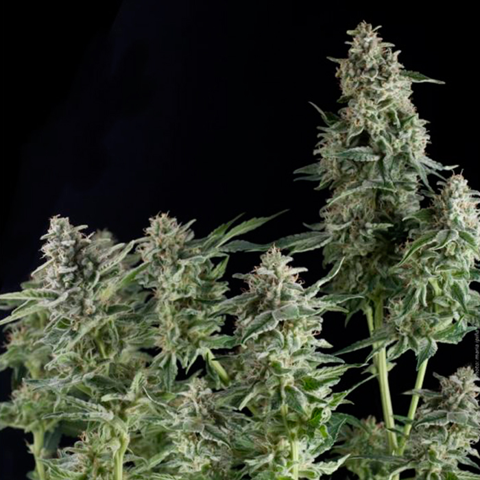 Auto Northern Lights Pyramid Seeds - (x1) 1 Auto Northern Lights Pyramid Seeds - (x1)