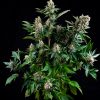 Auto Tutankhamon Pyramid Seeds - (x1)