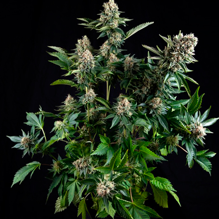Auto Tutankhamon Pyramid Seeds - (x1) 1 Auto Tutankhamon Pyramid Seeds - (x1)