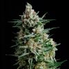 Auto Anesthesia Pyramid Seeds - (x3)