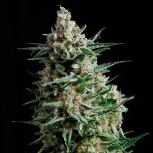 Auto Anesthesia Pyramid Seeds – (x3)