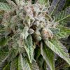 Auto Blue Pyramid Pyramid Seeds - (x3)