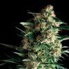 Auto Kryptonite Pyramid Seeds - (x3)