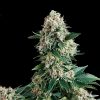 Auto New York City Pyramid Seeds - (x3)