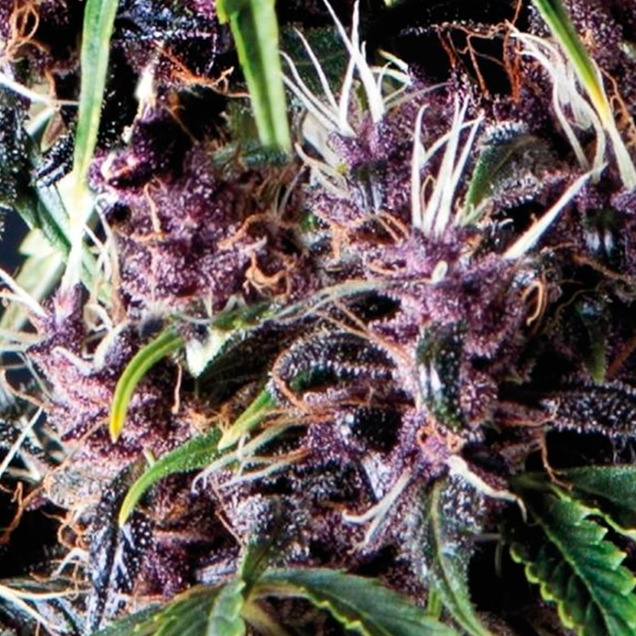 Auto Purple Pyramid Seeds - (x3) 1 Auto Purple Pyramid Seeds - (x3)