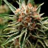 Auto Super Og Kush Pyramid Seeds - (x3)