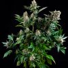 Auto White Widow Pyramid Seeds- (x3)