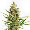 Auto Royal Jack Royal Queen - (x3)