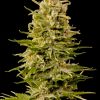 Auto AK Seedmakers - (x5)