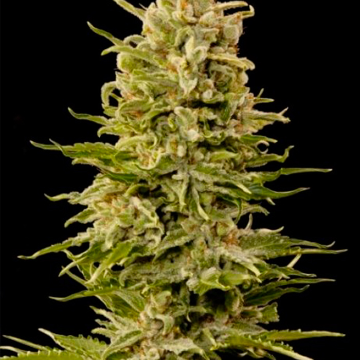Auto AK Seedmakers - (x5) 1 Auto AK Seedmakers - (x5)
