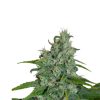 Auto Blue Seedmakers - (x5)