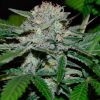 Auto Low Dwarf Seedmakers - (x5)
