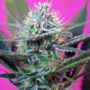 Auto + Speed Sweet Seeds - (3+1)