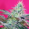 Auto Big Devil XL Sweet Seeds - (3+1)