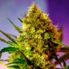 Auto Big Devil #2 Sweet Seeds - (3+1)