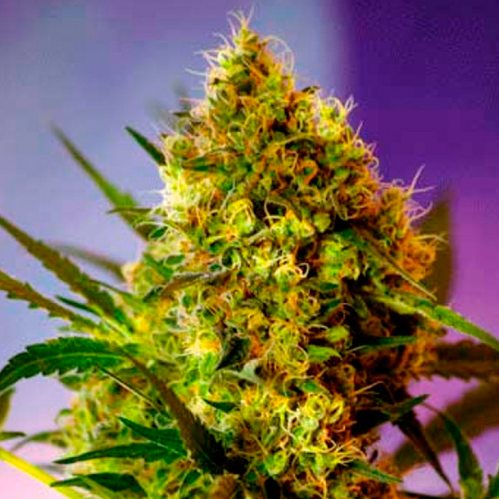Auto Black Cream Sweet Seeds - (3+1) Red Line 1 Auto Black Cream Sweet Seeds - (3+1) Red Line