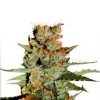 Auto Black Jack Sweet Seeds - (3+1)