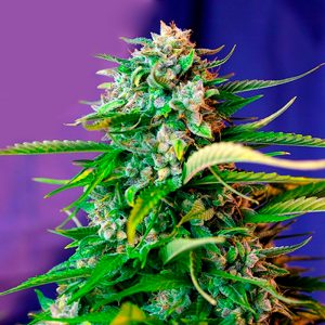 Auto Jack 47 XL Sweet Seeds – (3+1)