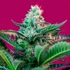 Auto Mohan Ram Sweet Seeds - (3+1)