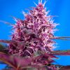 Auto Red Poison Sweet Seeds - (3+1) Red Line
