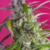 Auto Crystal Candy Sweet Seeds - (3+1)