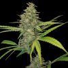 G13 Haze Feminizada Barneys Farm - (x1)