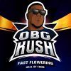 OBG kush Fem BSF - (x4)
