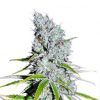 CBD Skunk Haze Feminizada Dutch Passion - (x3)